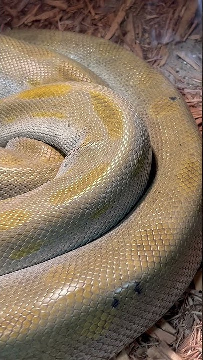 Gold color snake😍Green Burmese Python #snakes #shorts #exoticanimals ...