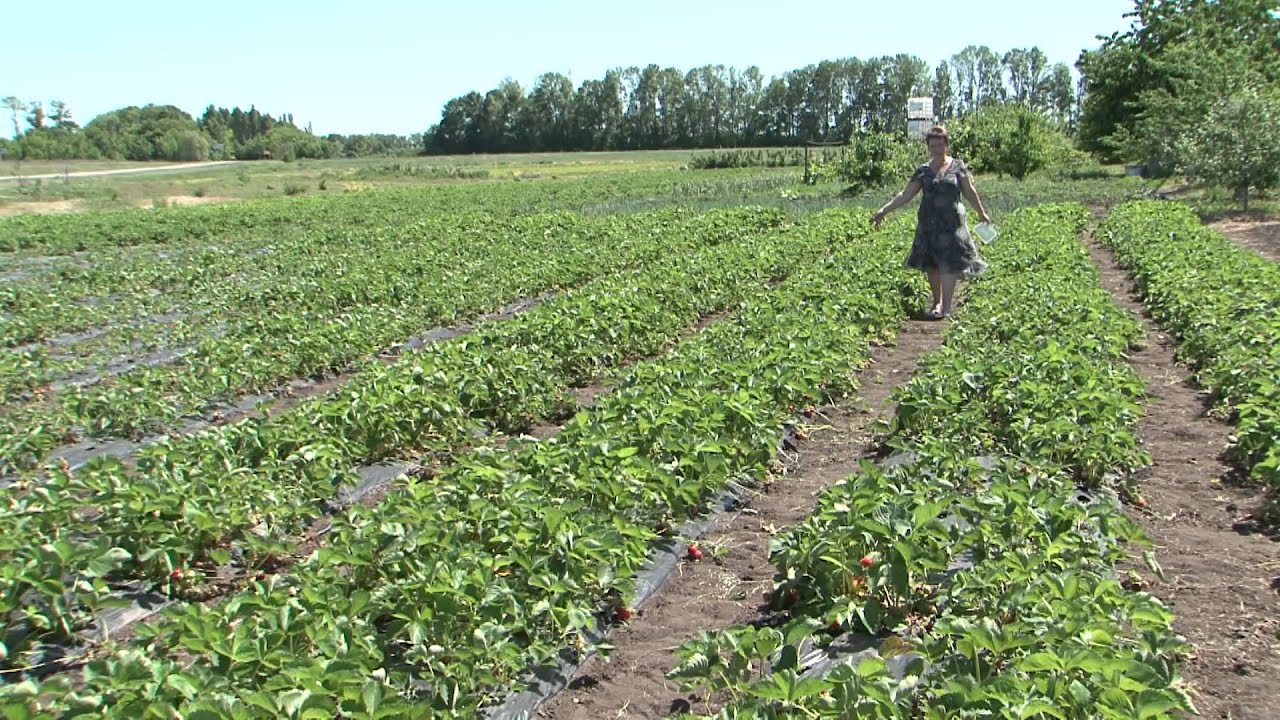 «Сельский порядок». Кочевая пасека: в чем преимущества? (10.06.2015)
