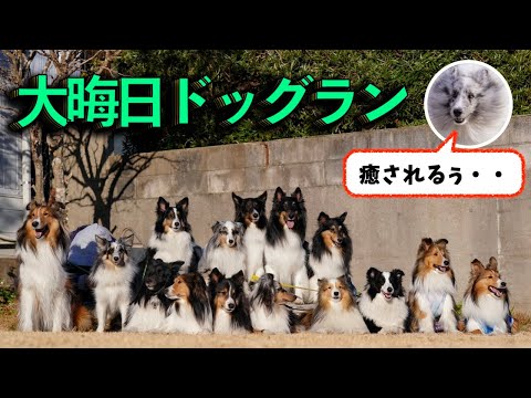 年末にこんな面白いことありましたww【シェルティだらけ】