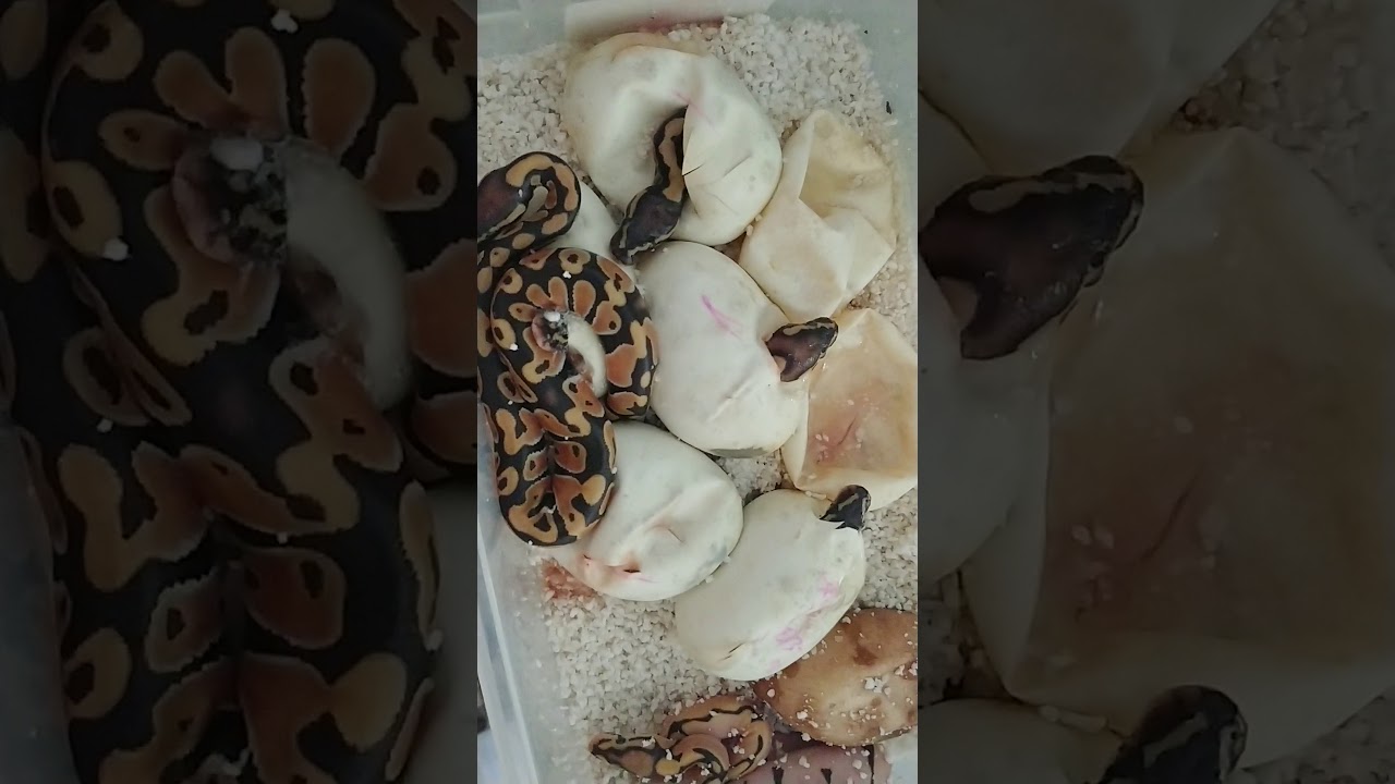 camera iphone 8 plus apk Newest Clutch hatching at Olympianexotics.com !