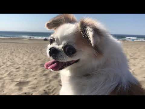 calming waves crashing @ ocean beach | silent vlog, hiking vlog