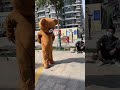 Teddy Bear Irritating Public Man With Super Actions || Krazy Dudus Funny Videos 2022 || Funny Vines