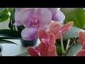 ЧАСТЬ 3. #ЦВЕТЕНИЕ МОИХ ОРХИДЕЙ В КОНЦЕ МАЯ! ❣️❤️👍😇🦋🌱#PHALAENOPSIS #ORHIDS #ORJIDEA#FLOR