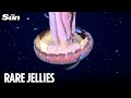 Ultra-rare JELLYFISH the size of a BUS seen in extraordinary detail off the coast of Argentina