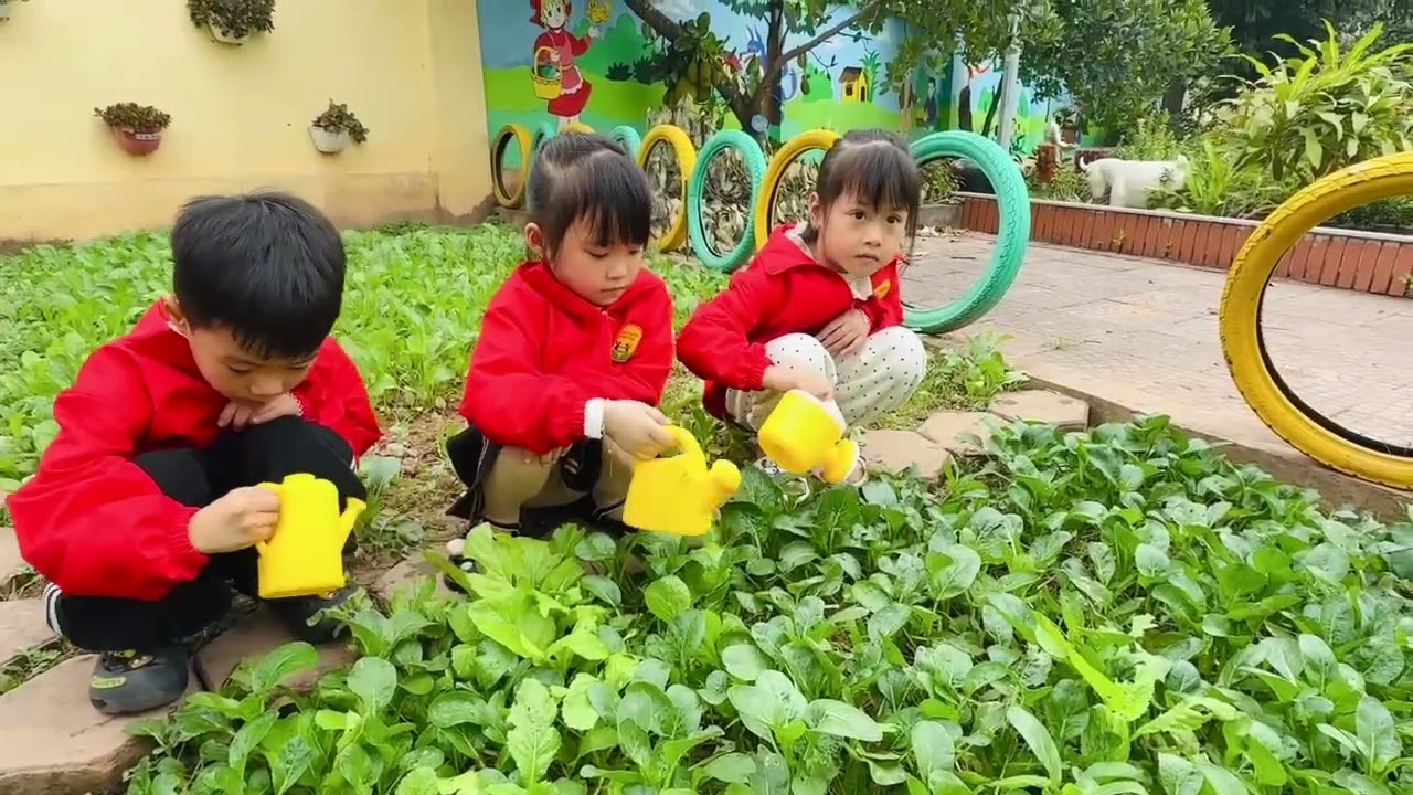 Hoạt động trải nghiệm - Chăm sóc vườn rau - Trường MN Lam Hạ