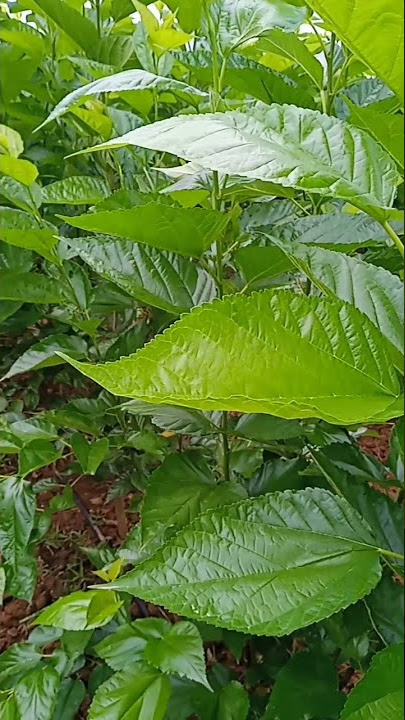 starting Pattu purugulu pempadam