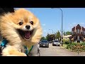 Cute is Not Enough - Funny Cats and Dogs Compilation #193