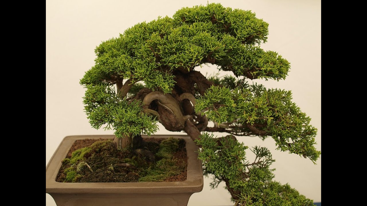 Superpowers of Turquoise - Yellow/Teal Moving to Turquoise - Video #11 - Spiral Dynamics/Integral