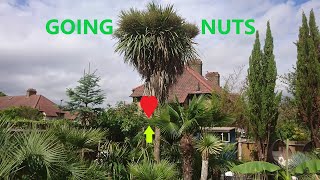 🌴 My massive Cabbage Palm tree is going bananas! 🍌 by UNIQUE LIFE DESIGN 275 views 8 months ago 9 minutes, 3 seconds