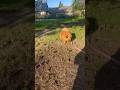 Бэтти и Маркус #йоркширскийтерьер #померанскийшпиц