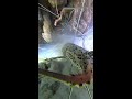 Night Diving Livestream – Catching Lobsters and Seafood at Coral Reefs | Huge Ocean Harvest