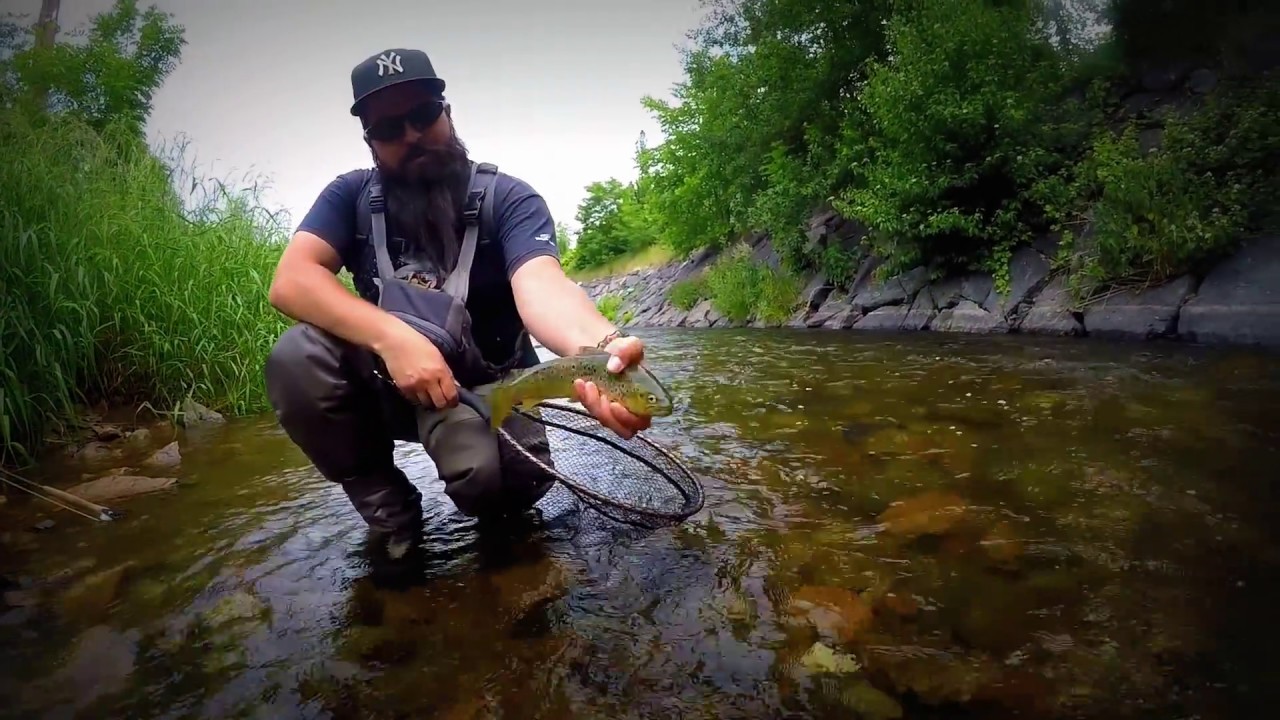 Urban fly fishing fun for trout and chub in Dresden