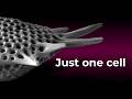 The Most Complex Skeletons on Earth? Radiolaria Under SEM