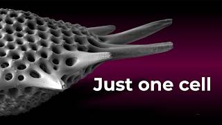 The Most Complex Skeletons on Earth? Radiolaria Under SEM