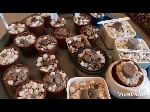 Wideo: Naukowe Wyjaśnienie Uprawy Kamieni Trowant - Alternatywny Widok