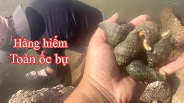 Đi câu cá,cua gặp toàn ốc bự bắt đã tay.Mời cả nhà ăn cơm với Du nhé, bữa cơm không đồng@cuocsongmy 