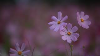 (NO COPYRIGHT) Piano and Wild Flowers. screenshot 4