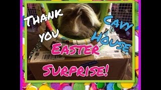 Easter Surprise From The Cavy House!!!