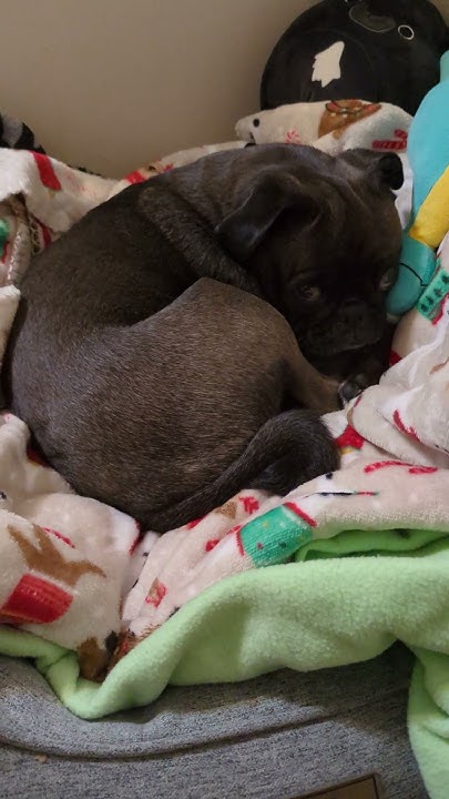 gizmo-the-pug-falling-asleep-so-precious-youtube