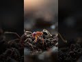 one ant