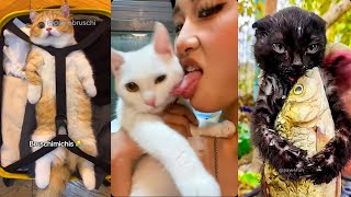 😹 Bruschimichis | Los Gatos Más Graciosos de 2025