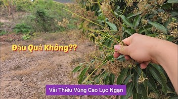 VẢI THIỀU VÙNG CAO LỤC NGẠN CÓ ĐẬU QUẢ KHÔNG I NÚI ĐỒI LỤC NGẠN