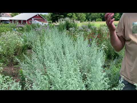 What is Wormwood? Clearpath School of Herbal Medicine