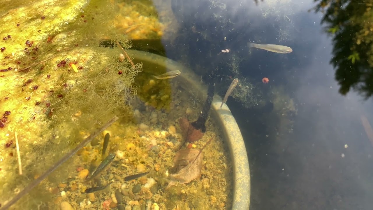 Start of the outdoor season 2022, Aphanius iberus.