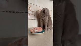 Cute Funny Cat Dancing before Eating | #shorts  #short  #subscribe #youtubeshorts