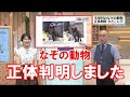 【なぞの動物 正体判明しました】空ネット(6月18日放送)