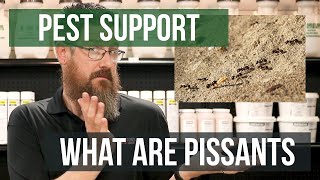 What is a Pissant? | Pest Support