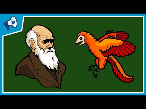 Video: What Is Evolution