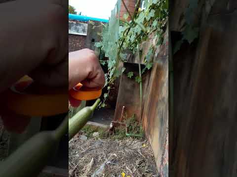 Gardening In The House 