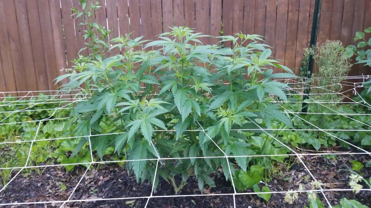 2021 Outdoor Cannabis Garden Tour | Garden Update [#06] - May 24