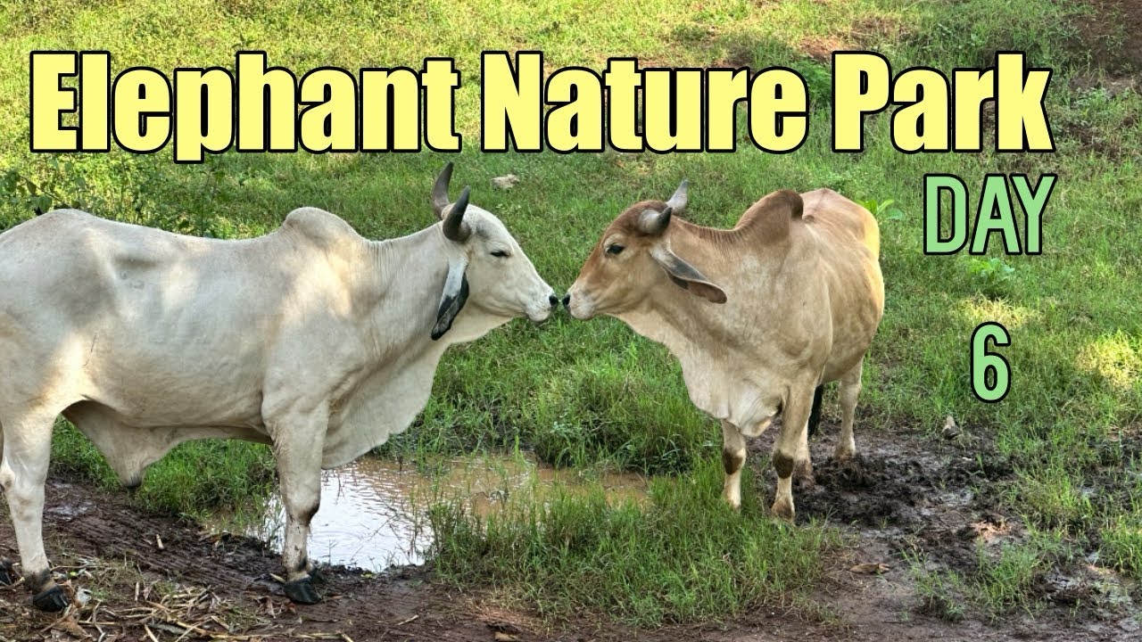 Volunteering at Elephant Nature Park - Day 6