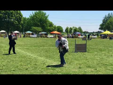 2018春季訓練競技大会『ももちゃん』家庭犬中等科(CDⅡ)
