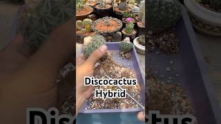 Repotting Discocactus Hybrid