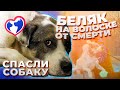 Реальный выезд! У собаки нашли трос в шее. Спасение четвероногого друга.