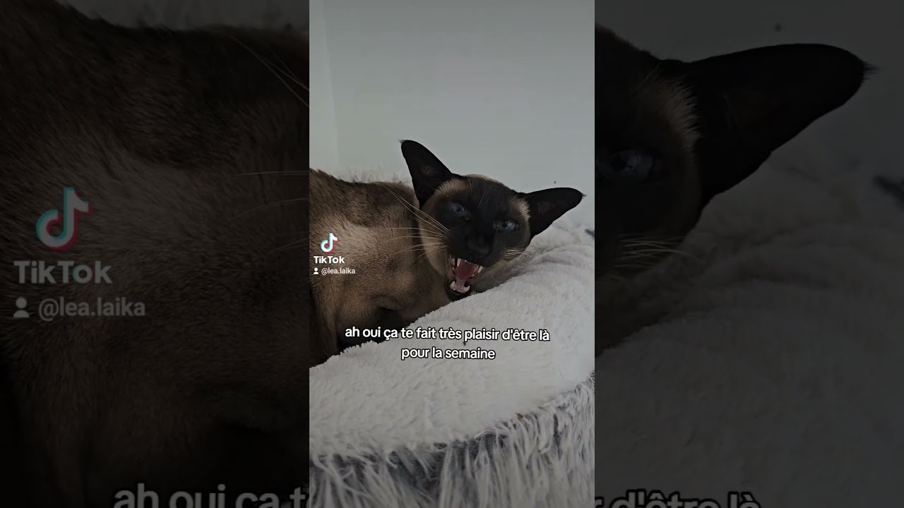 Qui veut venir lui faire un bisou   foryou  pourtoi  animaux  animal  oriental  cat