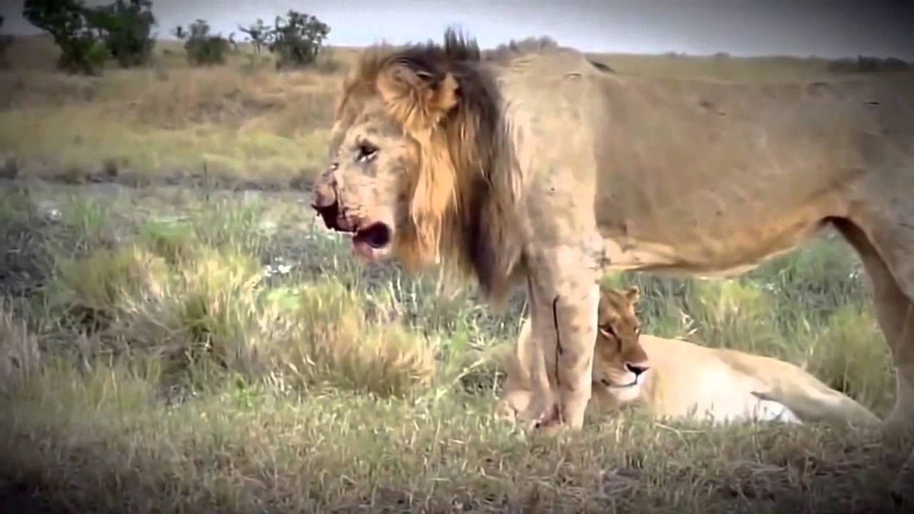 Tiger vs Lion,The fight Creepy