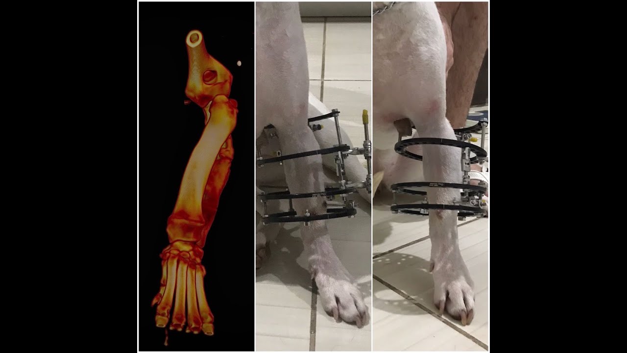 Canine Limb Deformity - Ilizarov method application in oblique plane osteotomy. 