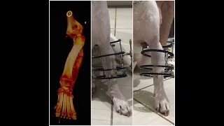 Canine Limb Deformity - Ilizarov Method Application In Oblique Plane Osteotomy.