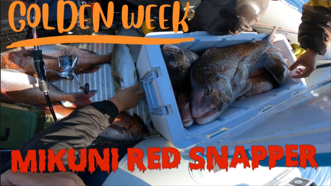 青物ナブラの下に真鯛イレグイ！クーラー足りません。 #ジギング #ゴムボート  #真鯛釣り #マダイ釣り #福井県釣り