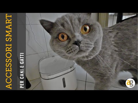 Video: Qual è il miglior mobile per animali domestici?