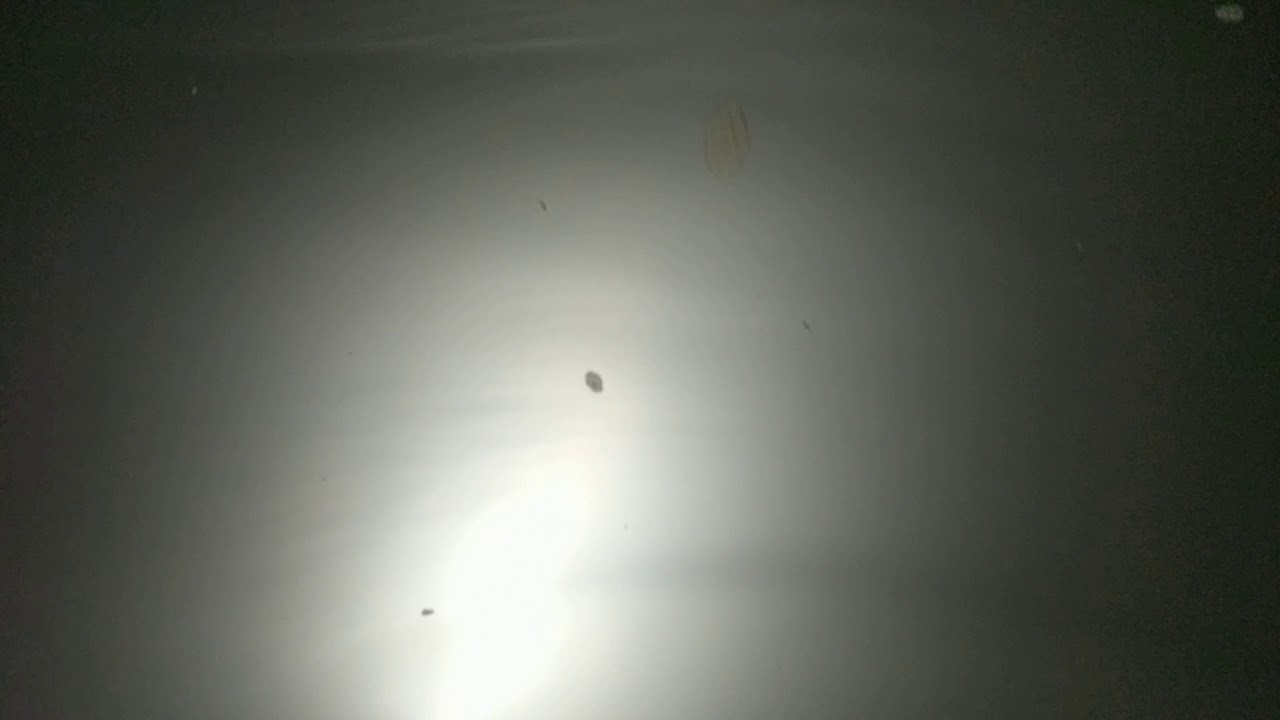 Hydrowglow wademaster 10w gig light in murkey water