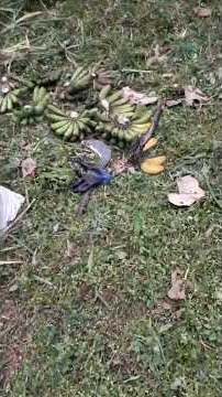 musik bikin tenag .ciri khas di kebun#sobatngarit