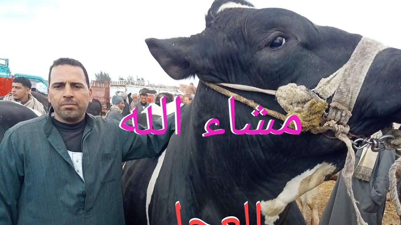 العجل أبو ٢٠٠٠٠٠الف في سوق بلقاس العمومي الدولي مع حماده مندور @.