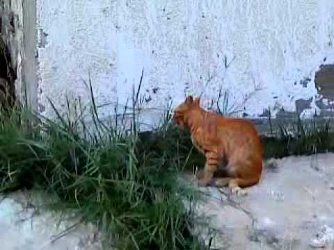 strange funny cat getting scared by the car horn YouTube strange funny cat getting scared by the car horn YouTube