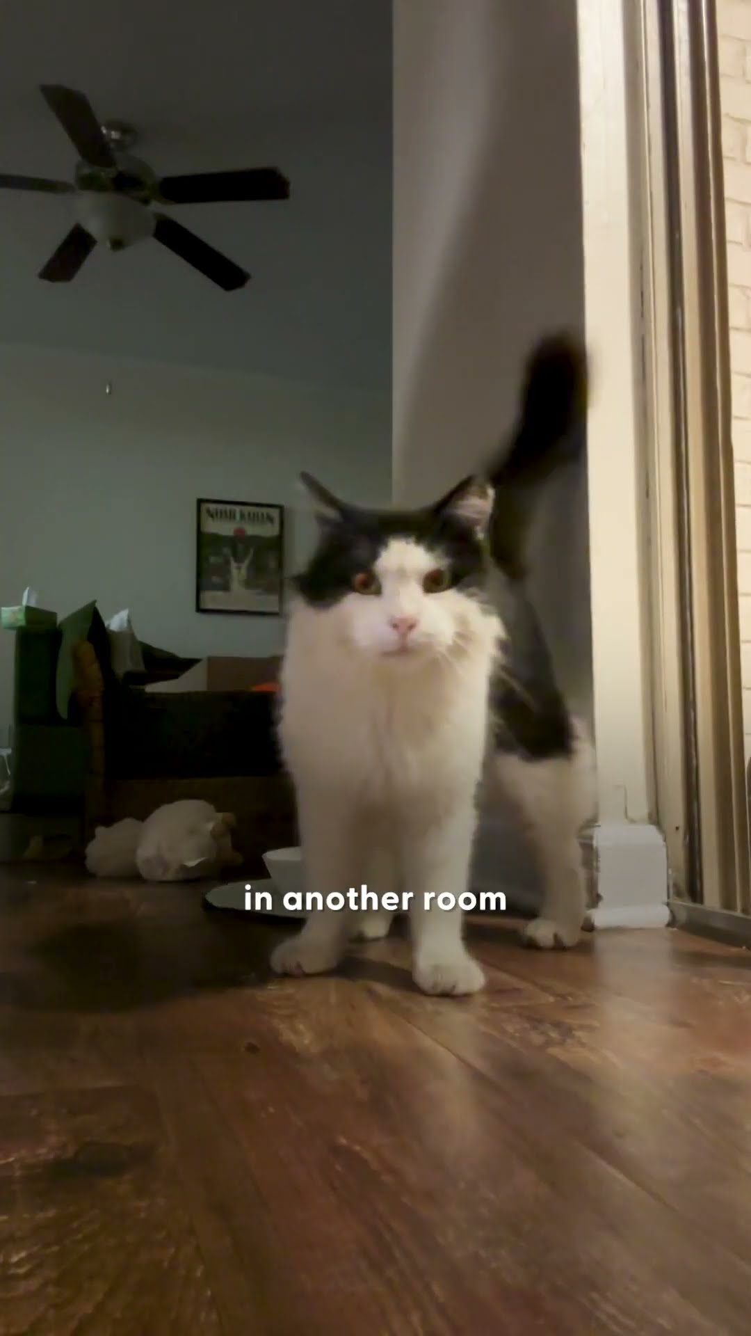 It Took Months For Stray Cat To Walk Inside Woman's Apartment | The Dodo
