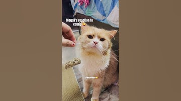 Catnip effects #cat #cuteanimal #cutecat #cutepet #kitten #funnycats #funnypets #catshorts
